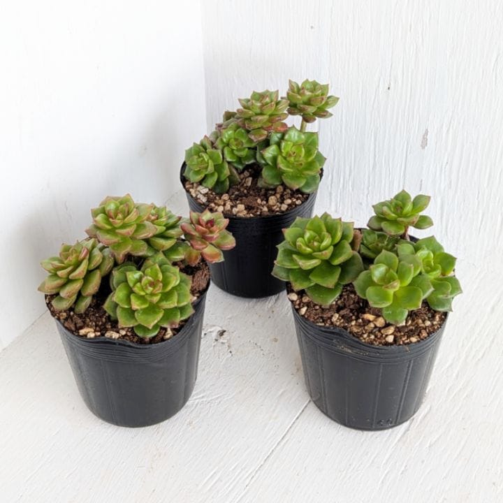 ピーチプリデ | エケベリア | 多肉植物の専門通販サイト｜実のりえん