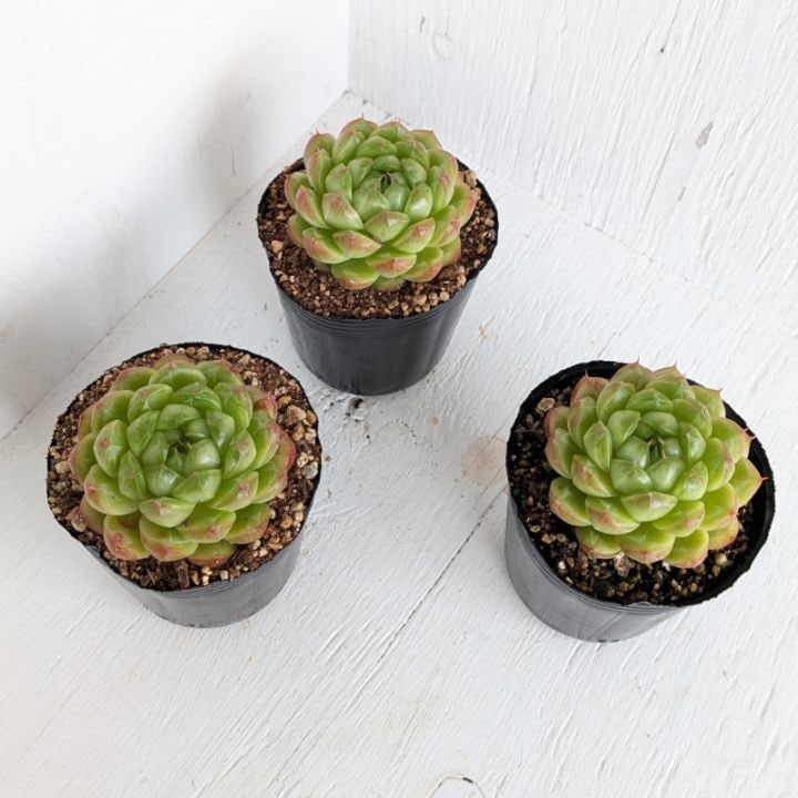 Hiromi様確認用キリン多肉植物 サボテン、多肉植物寄せ植え・そのまま飾れる・ジャングルキリン