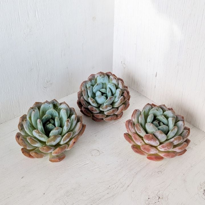 エケベリア | 多肉植物の専門通販サイト｜実のりえん