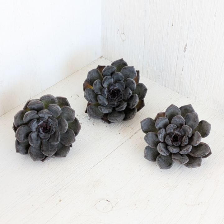ブラックパール | エケベリア | 多肉植物の専門通販サイト｜実のりえん