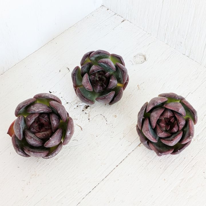 お纏め専用　多肉植物　❁︎パープルドリーム錦　ま未発根 多肉植物 センペルビウム ストライカー錦 抜き苗 レアの通販 by