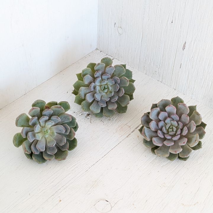 86. 多肉植物 ラウリンゼ×ミニマ 680円【抜き苗】 86. 多肉植物 ラウリンゼ×ミニマ 680円【抜き苗】 86. 多肉植物