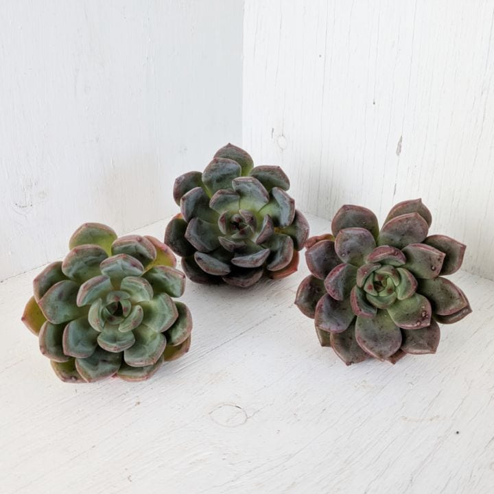 1001-fw014 ハニーオレンジ25個 ☆多肉植物　エケベリア　韓国