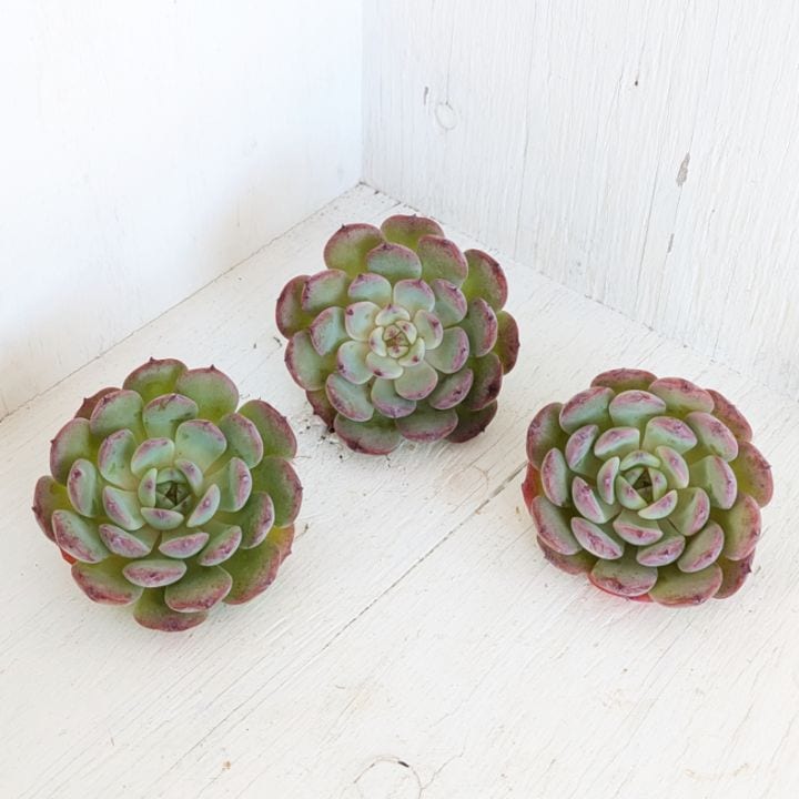 つねりん 多肉植物のオルゴナイト全10点セット 多肉植物 赤霞錦 大苗 | るる農園~多肉植物専門