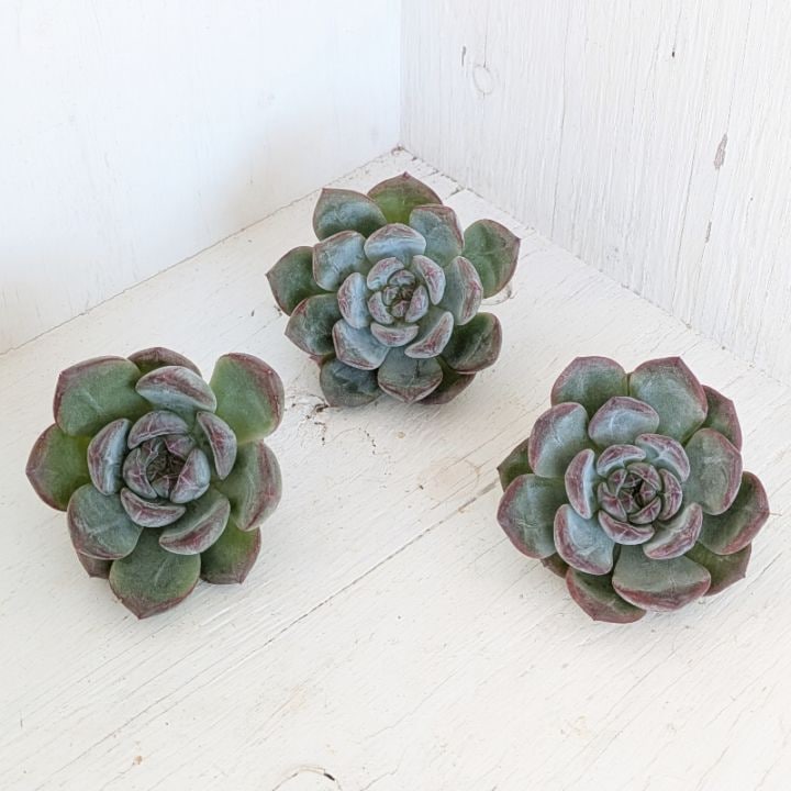 その他多肉植物 Fukumaru222 2025年 10月多肉植物② - YouTube