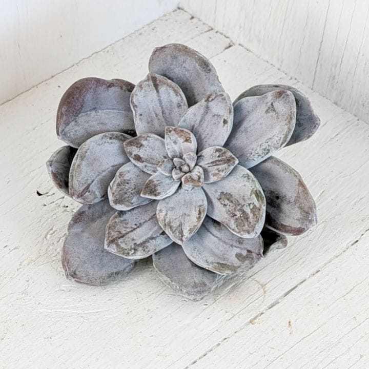 お纏め専用　多肉植物　❁︎パープルドリーム錦　ま未発根 楽天市場】多肉植物 kthグラプトペタルム 姫秋麗錦 多肉植物