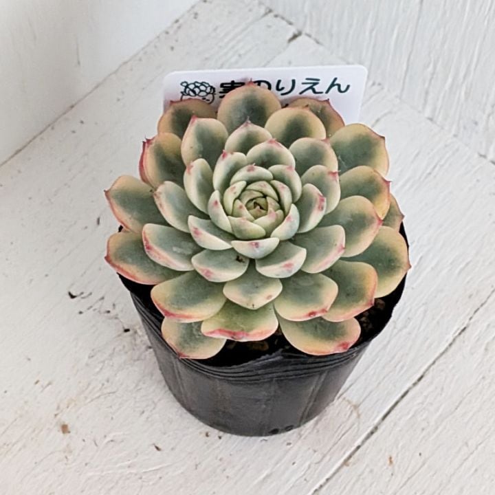 エケベリア | 多肉植物の専門通販サイト｜実のりえん