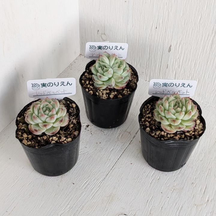 多肉植物❤️フロリディティール ❤️1大頭5小頭11cm拔き苗三年生セダム  おまけ 多肉植物❤️フロリディティール ❤️1大頭5小頭11cm拔き苗三