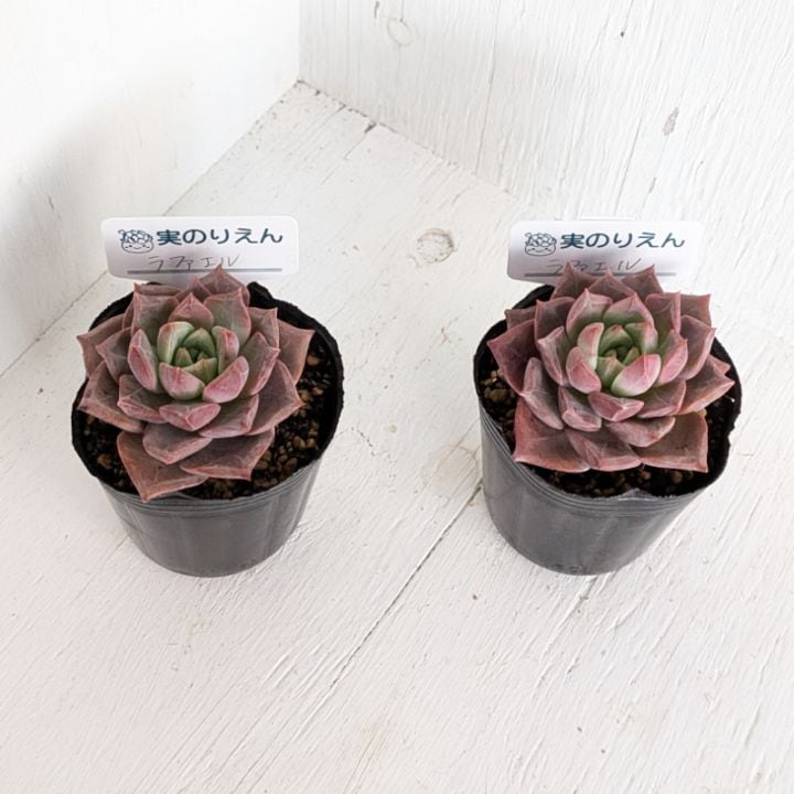 多肉植物の専門通販サイト｜実のりえん