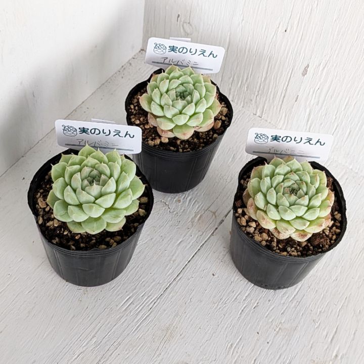 ダークオパール 単頭 | エケベリア | 多肉植物の専門通販サイト｜実の