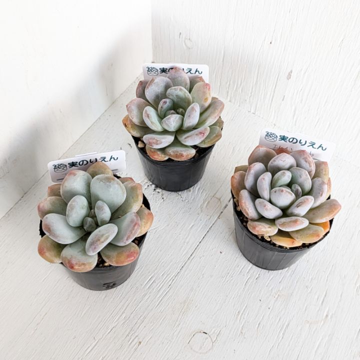 多肉植物24個 1219-D012 リモニウム エケベリア カット苗 寄植え