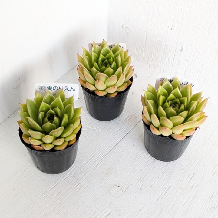 お纏め専用　多肉植物　❁︎パープルドリーム錦　ま未発根 多肉植物 センペルビウム ストライカー錦 抜き苗 レアの通販 by