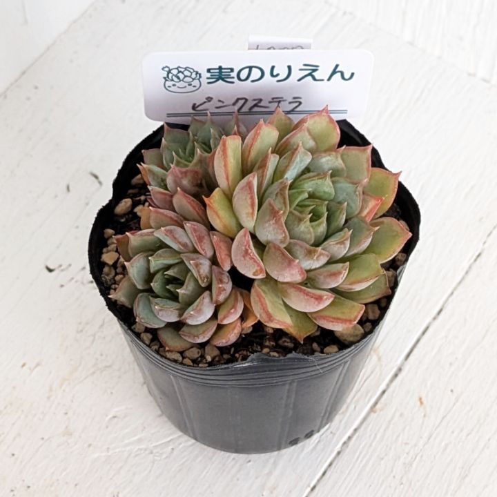 ダークオパール 単頭 | エケベリア | 多肉植物の専門通販サイト｜実の