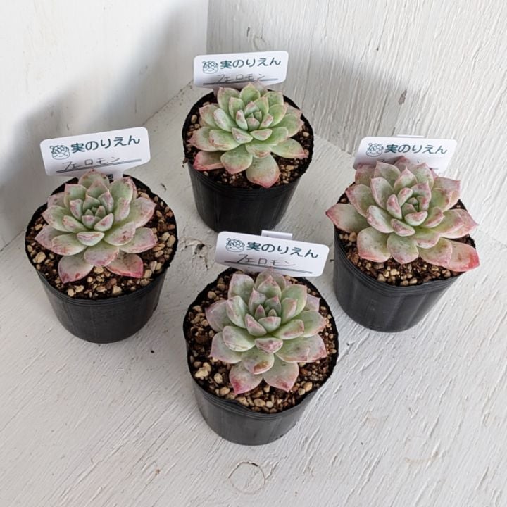 シュガーベビー　カット苗　多肉植物　ゆうパケットプラス発送　シュガーベイビー シュガーベイビー エケベリア カット苗 | 多肉植物カット苗の通販