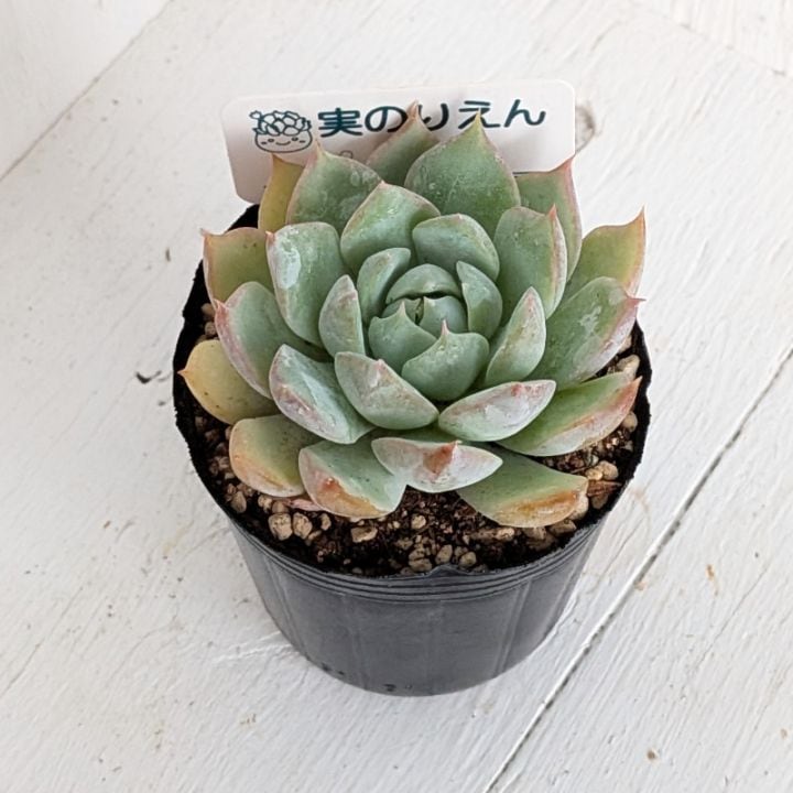 すべての商品 | 多肉植物の専門通販サイト｜実のりえん
