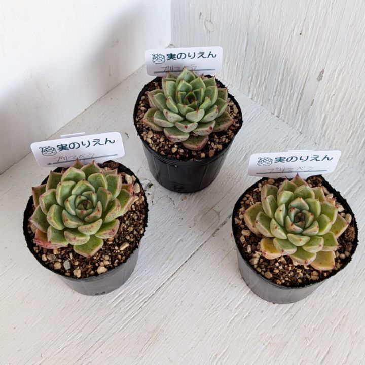 多肉植物の専門通販サイト｜実のりえん
