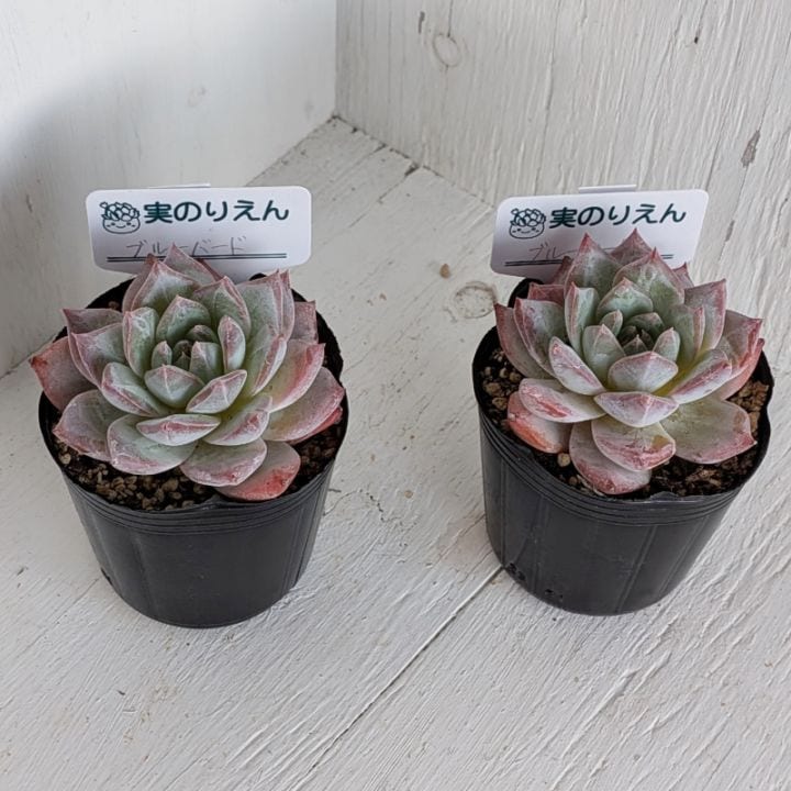 数量限定，定番】 8月27日発送-O064 ブラックサバス エケベリア 多肉