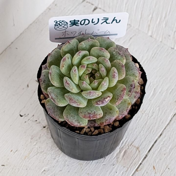 すべての商品 | 多肉植物の専門通販サイト｜実のりえん