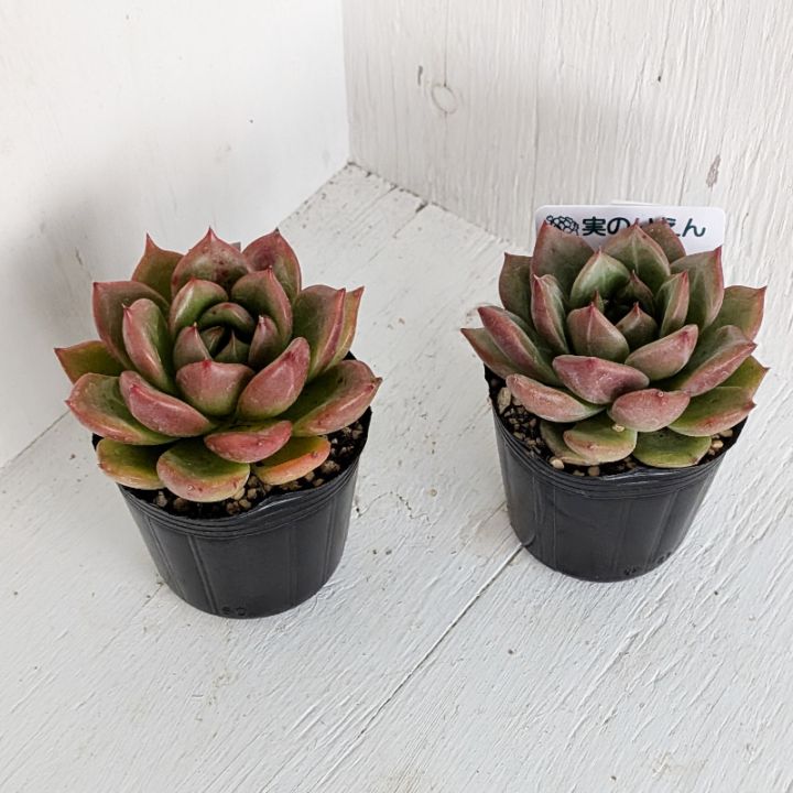 ♥️03 札落ち エケベリアsp／多肉植物 多肉植物【12苗】お任せセット 多肉植物 エケベリアSKETCH 通販