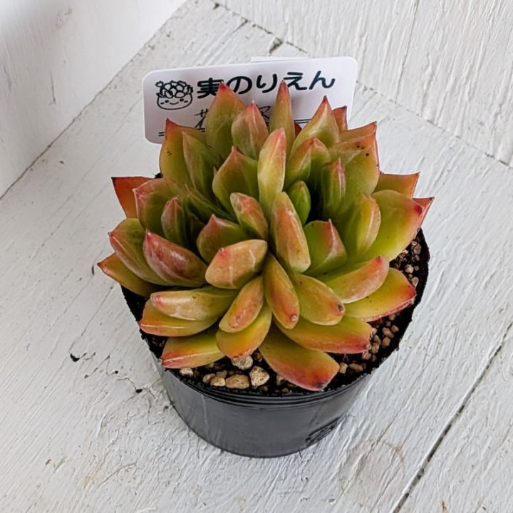 ピーチプリデ | エケベリア | 多肉植物の専門通販サイト｜実のりえん