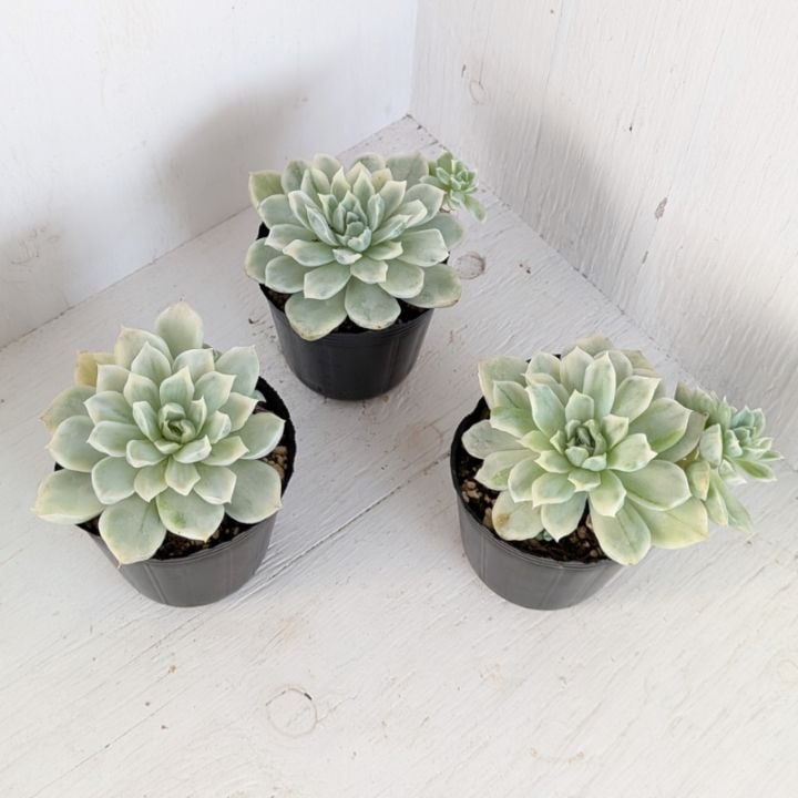 多肉植物　エケベリア　韓国苗　トレーごと発送‼️ Top エケベリア 30個セット AB-027多肉植物 寄せ植え 韓国 多肉 Mix