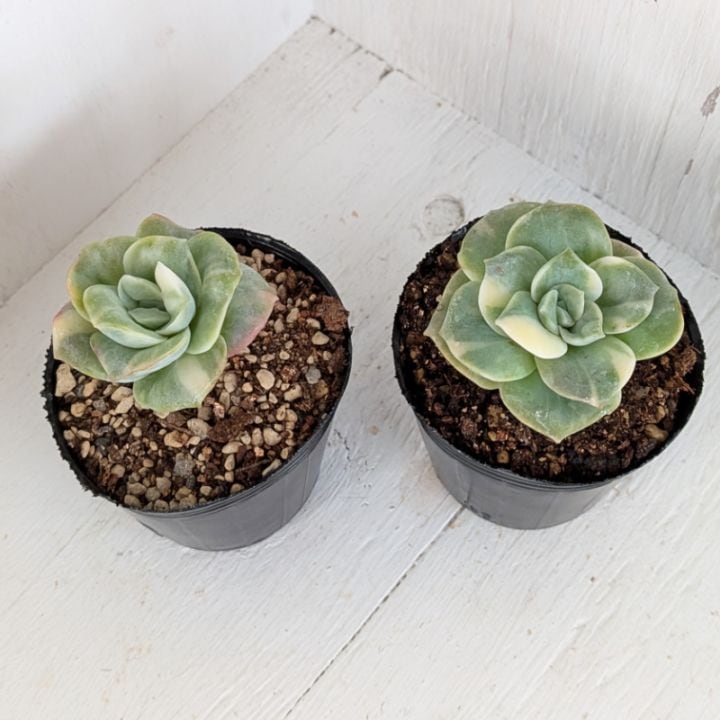 ラブリーローズ錦 | エケベリア | 多肉植物の専門通販サイト｜実