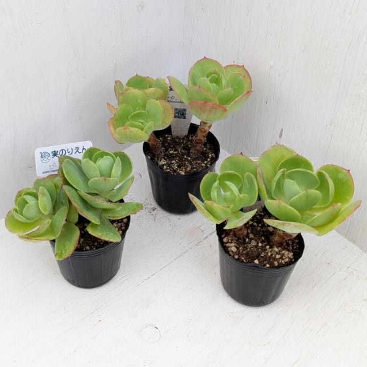 多肉植物の専門通販サイト｜実のりえん