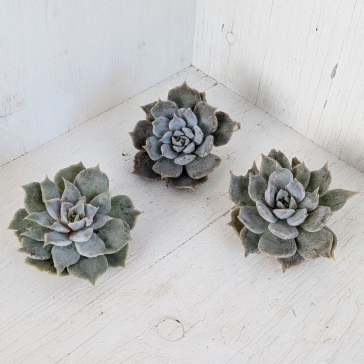 多肉植物の専門通販サイト｜実のりえん