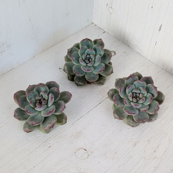 青緑色の多肉植物*2 楽天市場】多肉植物：ハオルチア レインワルディ カフィルドリフ