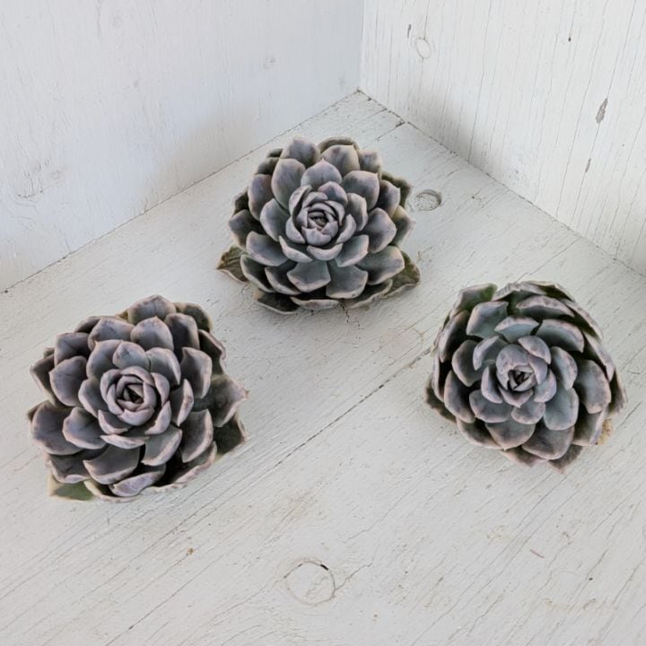 1001-fw014 ハニーオレンジ25個 ☆多肉植物　エケベリア　韓国