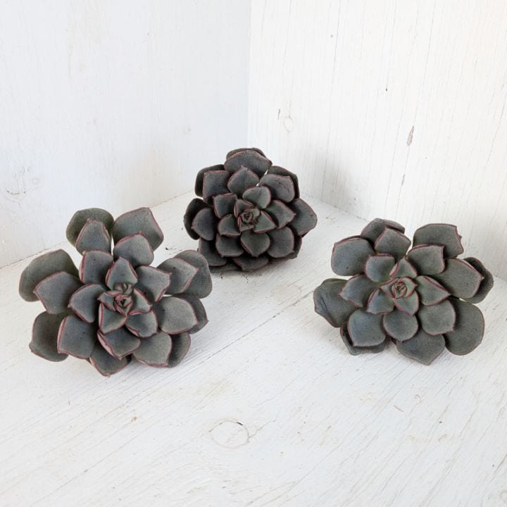 多肉植物の専門通販サイト｜実のりえん