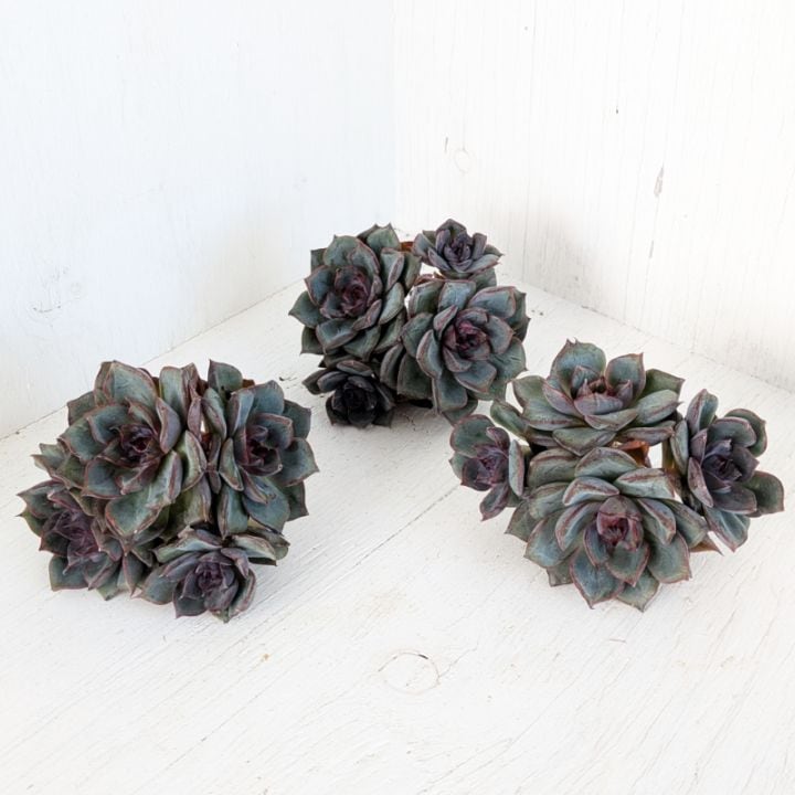 1001-fw014 ハニーオレンジ25個 ☆多肉植物　エケベリア　韓国