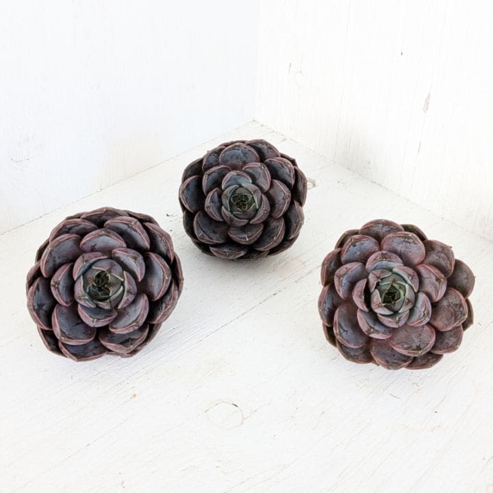 多肉植物の専門通販サイト｜実のりえん