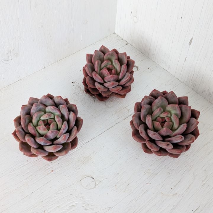 1001-fw014 ハニーオレンジ25個 ☆多肉植物　エケベリア　韓国