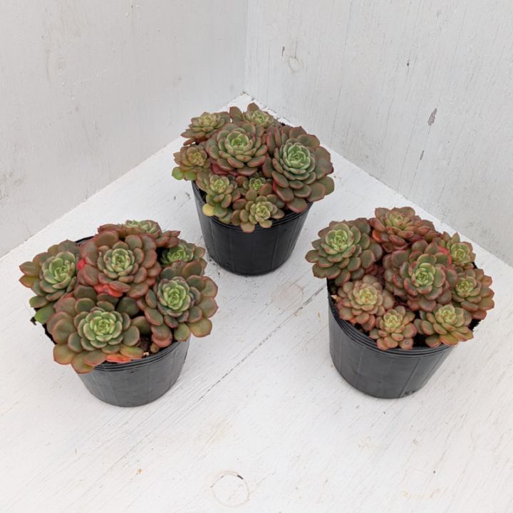 ラブリーローズ錦 | エケベリア | 多肉植物の専門通販サイト｜実