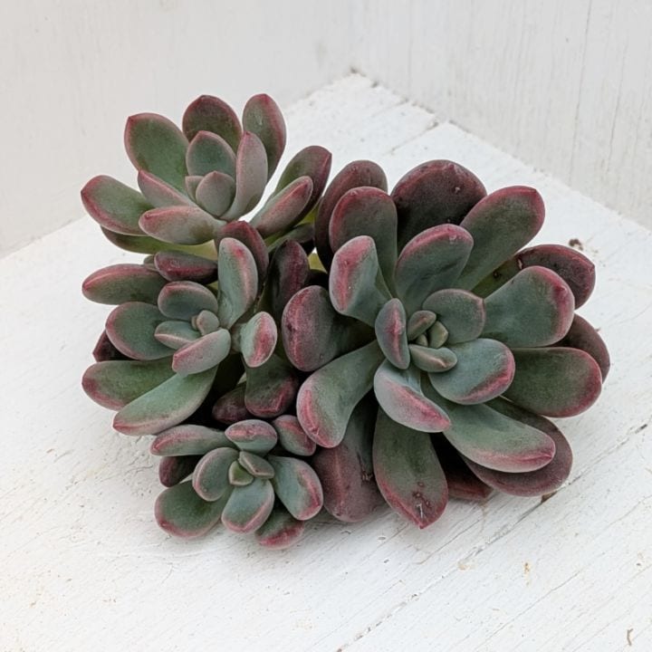 多肉植物の専門通販サイト｜実のりえん