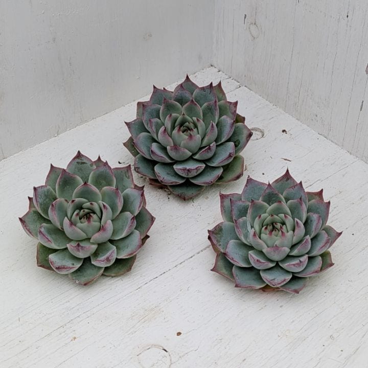 多肉植物の専門通販サイト｜実のりえん