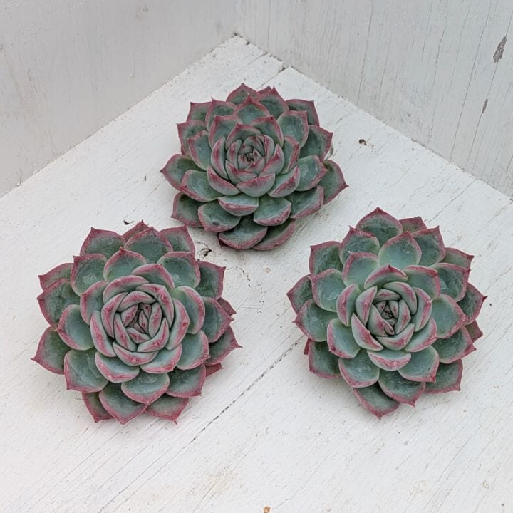 多肉植物の専門通販サイト｜実のりえん