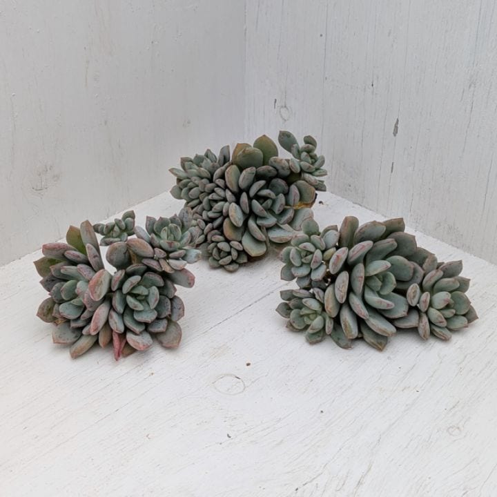 多肉植物の専門通販サイト｜実のりえん