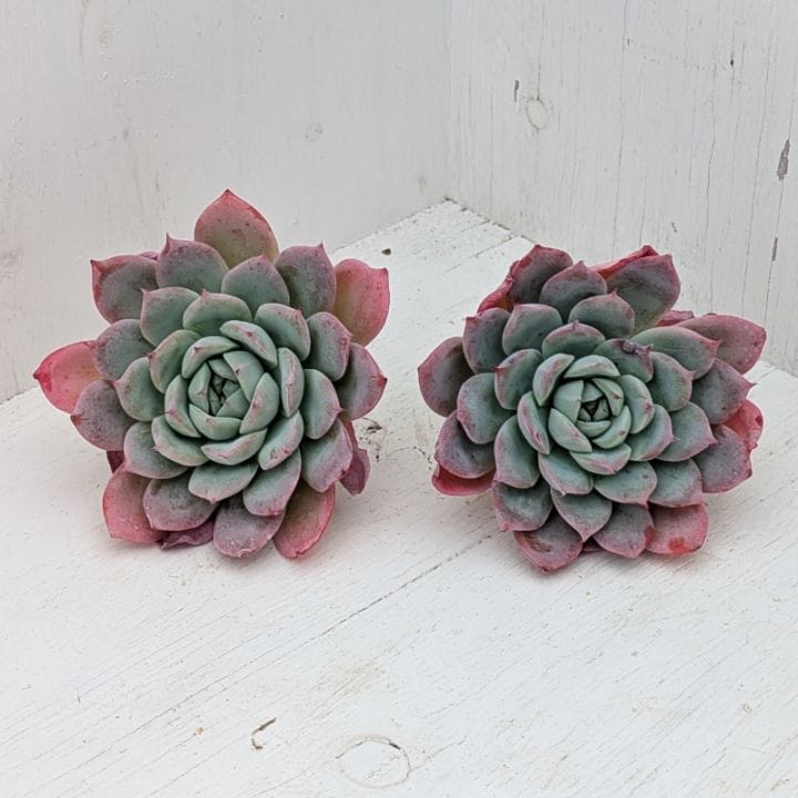 多肉植物の専門通販サイト｜実のりえん