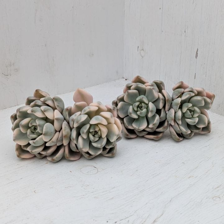 多肉植物の専門通販サイト｜実のりえん