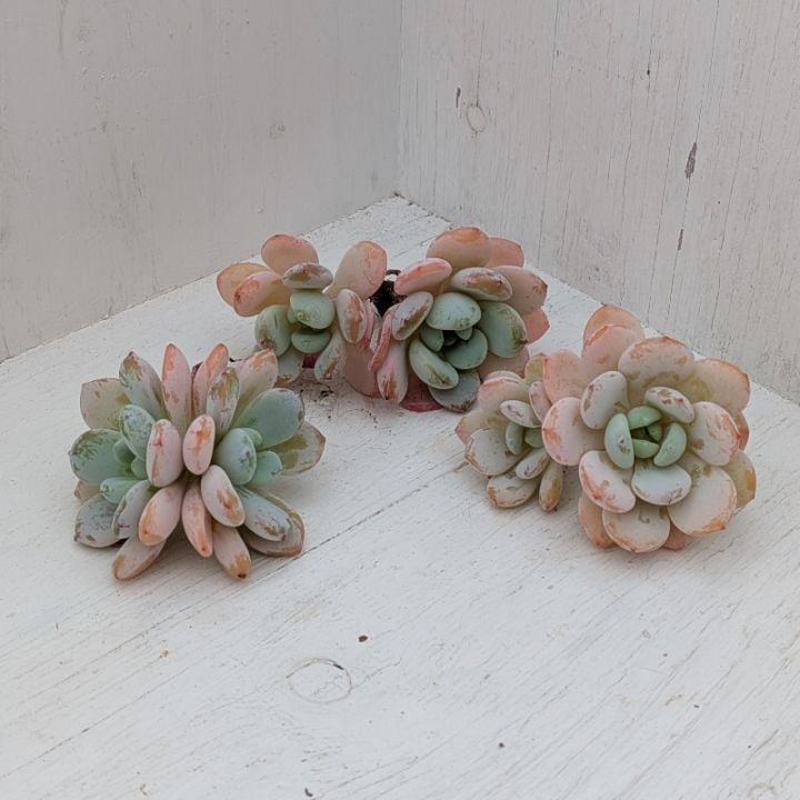 多肉植物⑤（お問合せはこちらからお願いします♪） ❇︎ #多肉植物 まだかっちりと根づいてなくて 今回は待機組 #高知県