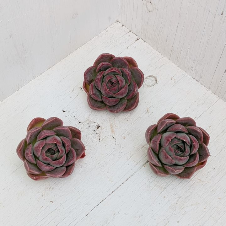 多肉植物の専門通販サイト｜実のりえん