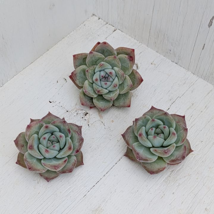 すべての商品 | 多肉植物の専門通販サイト｜実のりえん