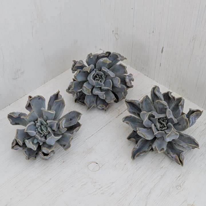 多肉植物の専門通販サイト｜実のりえん