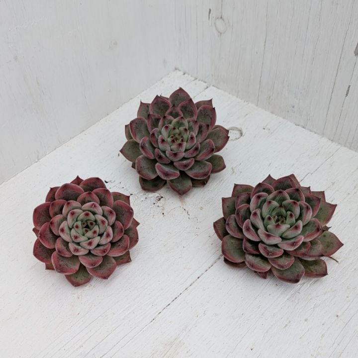 すべての商品 | 多肉植物の専門通販サイト｜実のりえん