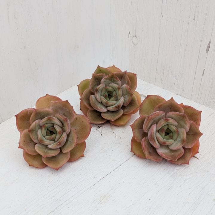 多肉植物の専門通販サイト｜実のりえん