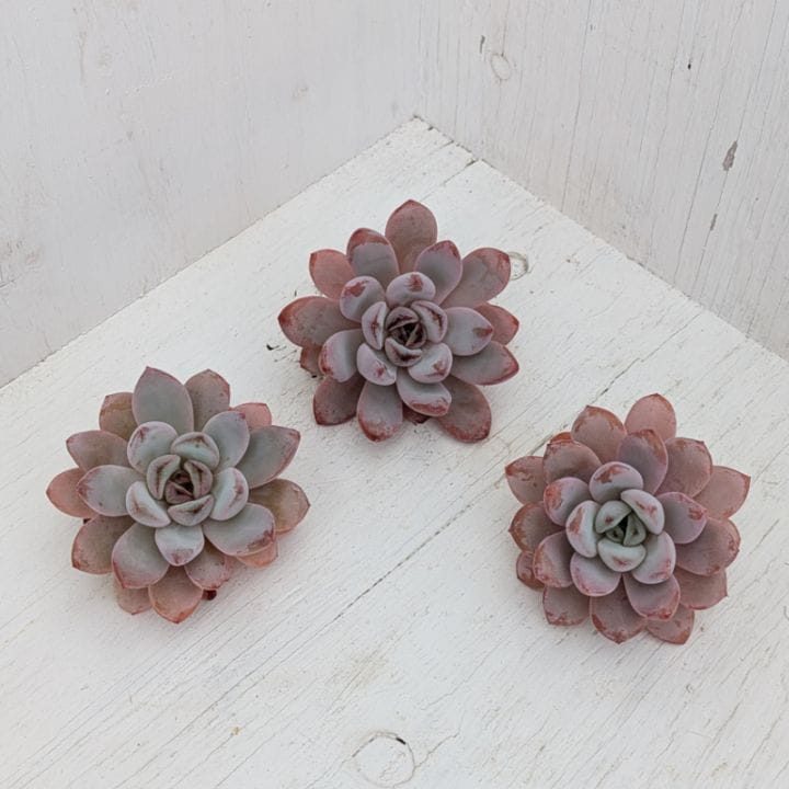多肉植物の専門通販サイト｜実のりえん