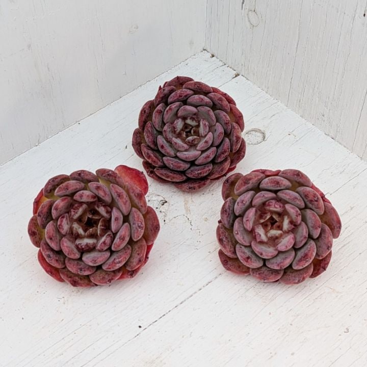 再入荷！ チェリーブロッサム | エケベリア | 多肉植物の専門通販