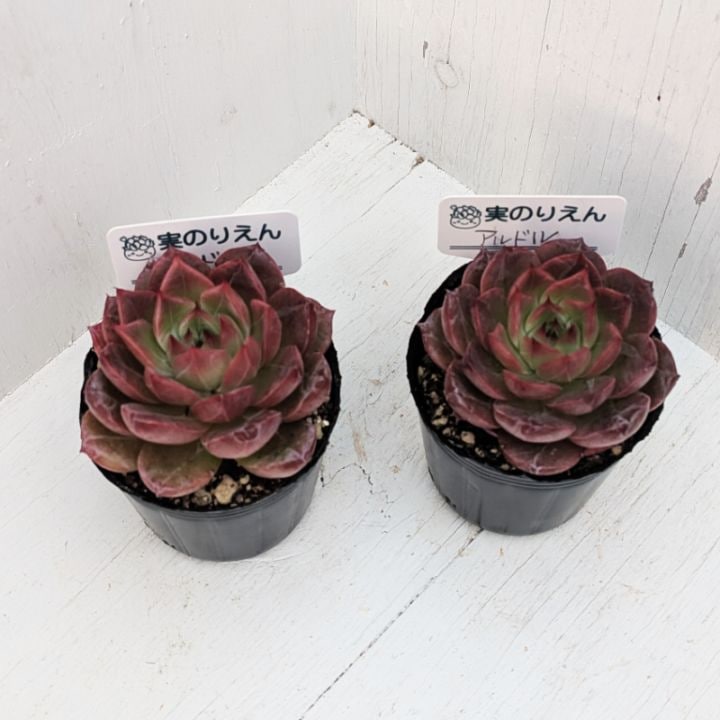 シュガーベイビー | エケベリア | 多肉植物の専門通販サイト｜実のりえん